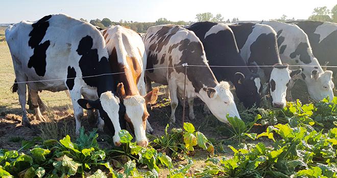 La betterave fourragère demande quelques précautions à prendre lors de son introduction dans la ration. © C.Frey La betterave fourragère demande quelques précautions à prendre lors de son introduction dans la ration. © C.Frey