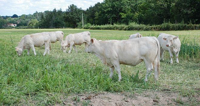Des dérobées fourragères estivales à l’essai. ©W.Deschamps/Pixel6TM Des dérobées fourragères estivales à l’essai. ©W.Deschamps/Pixel6TM