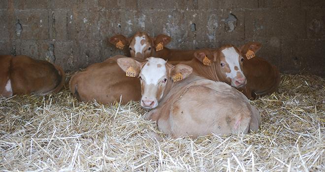 30 % des inséminations artificielles premières en race montbéliarde le sont en croisement viande. © Pixel6tm 30 % des inséminations artificielles premières en race montbéliarde le sont en croisement viande. © Pixel6tm