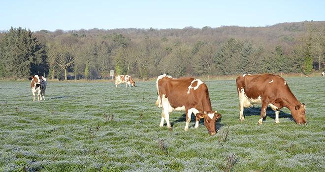 Chacun des 1 400 éleveurs recevra en moyenne 5 700 euros d'aide. Photo : A.Cotens/Pixel image Chacun des 1 400 éleveurs recevra en moyenne 5 700 euros d'aide. Photo : A.Cotens/Pixel image
