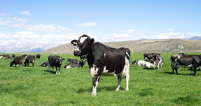 La collecte laitière mondiale fait grise mine. ©Zhu difeng/AdobeStock La collecte laitière mondiale fait grise mine. ©Zhu difeng/AdobeStock