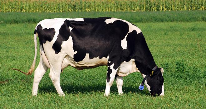 Le poste "capacité laitière", associant dimensions, aspects et ossature, remplace le poste "format". © Viorel Sima/Adobe Stock