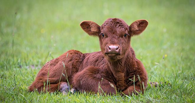 Des idées de prénoms en T pour vos veaux ! © AdobeStock/Benjamen McLachlan Des idées de prénoms en T pour vos veaux ! © AdobeStock/Benjamen McLachlan
