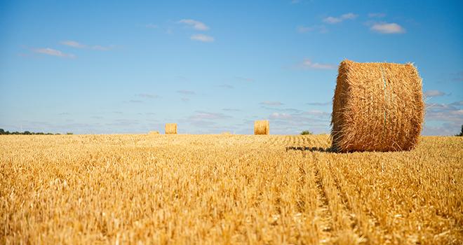 Adivalor, Healix et Tama unissent leurs forces pour recycler les ficelles. © AdobeStock/Thierry RYO Adivalor, Healix et Tama unissent leurs forces pour recycler les ficelles. © AdobeStock/Thierry RYO