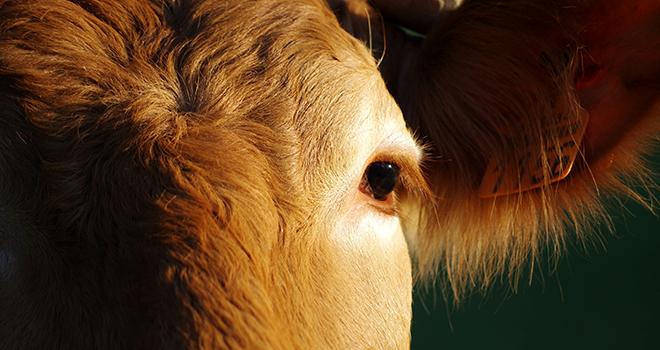 Le concours national limousin fait son retour à Limoges. CP : AdobeStock/Gwenaelle.R Le concours national limousin fait son retour à Limoges. CP : AdobeStock/Gwenaelle.R