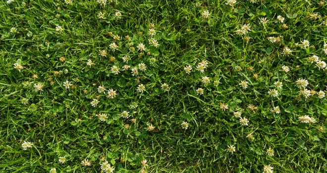 Le projet Herdect cherche à déterminer la pousse de l'herbe grâce à des images satellitaires. CP : Adobe Stock. Le projet Herdect cherche à déterminer la pousse de l'herbe grâce à des images satellitaires. CP : Adobe Stock.