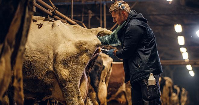 Arcowin est la nouvelle coopérative de génétique bovine née du rapprochement d'Evolution, Masterrind et Vikkinggenetics. ©Fxquadro/AdobeStock