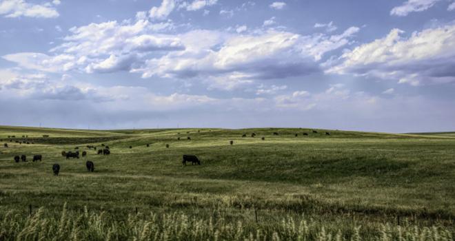 Aux États-Unis, la hausse de la production laitière est principalement imputable à la capitalisation du cheptel et à l’amélioration des performances des vaches. CP : Adobe Stock. Aux États-Unis, la hausse de la production laitière est principalement imputable à la capitalisation du cheptel et à l’amélioration des performances des vaches. CP : Adobe Stock.