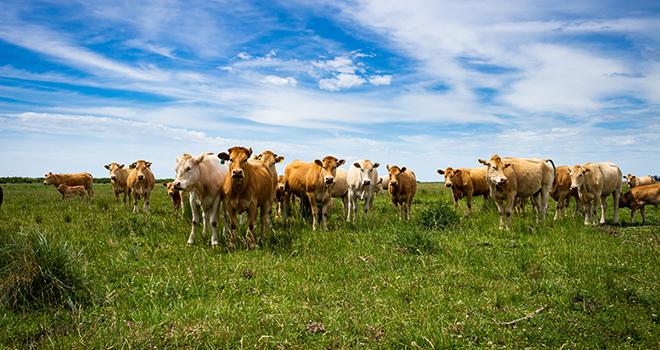 Interbev agit pour un affichage environnemental fiable et pertinent. ©Horacio Selva/AdobeStock