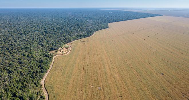 L’Observatoire du risque de déforestation importée est le nouvel outil de Duralim destiné à lutter contre la déforestation liée à l’importation de soja. © Imago Photo/Adobe stock L’Observatoire du risque de déforestation importée est le nouvel outil de Duralim destiné à lutter contre la déforestation liée à l’importation de soja. © Imago Photo/Adobe stock