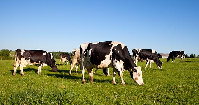 Déprimer les parcelles destinées à la fauche tardive. ©Thierry RYO/AdobeStock Déprimer les parcelles destinées à la fauche tardive. ©Thierry RYO/AdobeStock
