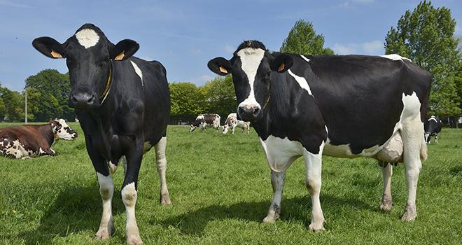 La collecte de lait de l'Union européenne est en hausse de 1,2 % en 2020. ©Photoagriculture/AdobeStock​ La collecte de lait de l'Union européenne est en hausse de 1,2 % en 2020. ©Photoagriculture/AdobeStock