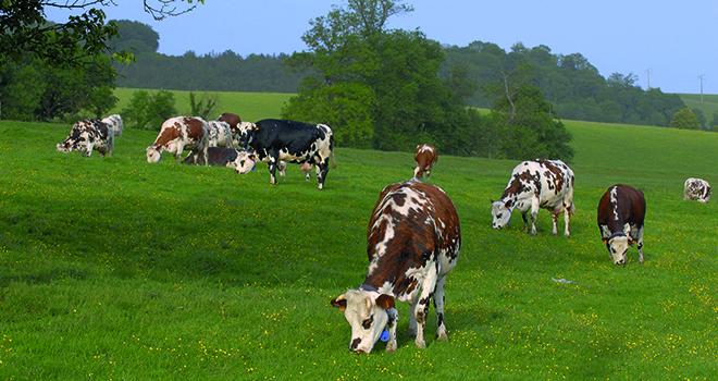 Au premier trimestre la collecte laitière est à son plus bas niveau depuis 2013. ©Photoagriculture/Adobestock Au premier trimestre la collecte laitière est à son plus bas niveau depuis 2013. ©Photoagriculture/Adobestock