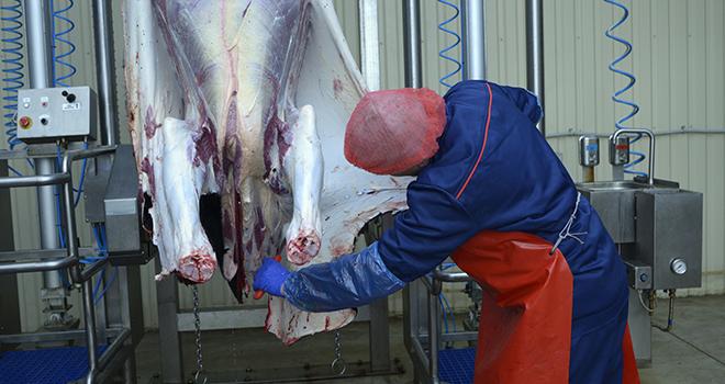Le plan de modernisation des abattoirs vise à aider les porteurs de projet à perfectionner l’outil d’abattage en soutenant les investissements matériels ou immatériels, notamment pour améliorer la protection animale et les conditions de travail des opérateurs. © Yurii Zushchyk/Adobe stock
