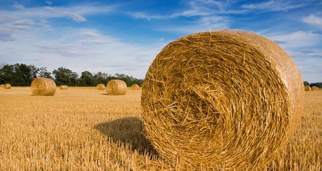 Pour lutter contre le manque de paille, diverses alternatives sont possibles. CP : Duni Puffi/Adobe Stock Pour lutter contre le manque de paille, diverses alternatives sont possibles. CP : Duni Puffi/Adobe Stock