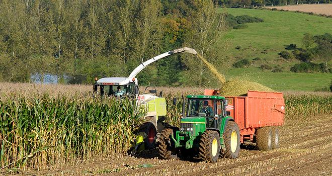 Les ensilages devraient débuter avant le 15 août. © Photoagriculture/AdobeStock
