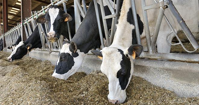 L'efficience alimentaire compare les ressources utilisées aux productions réalisées. ©Pascal Martin/AdobeStock L'efficience alimentaire compare les ressources utilisées aux productions réalisées. ©Pascal Martin/AdobeStock