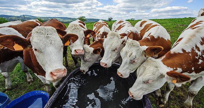 Les génisses et vaches viennent souvent boire en groupe. Photo : Bernard 63/Adobe stock Les génisses et vaches viennent souvent boire en groupe. Photo : Bernard 63/Adobe stock
