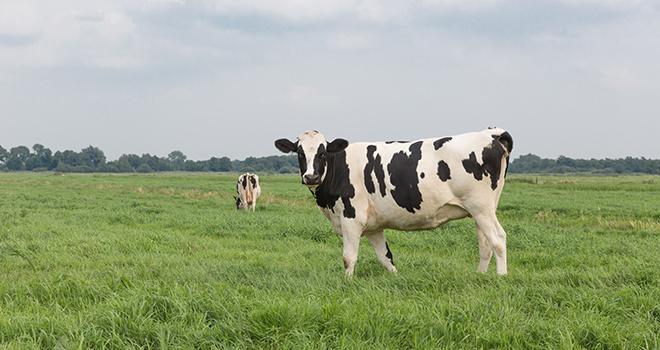 Les premiers index issus de la méthode du Single Step sont disponibles depuis le 8 mars pour les races bovines laitières au calendrier national. Les premiers index issus de la méthode du Single Step sont disponibles depuis le 8 mars pour les races bovines laitières au calendrier national.