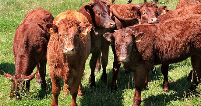 Les cours des jeunes bovins ralentissent. © Capude1957/AdobeStock