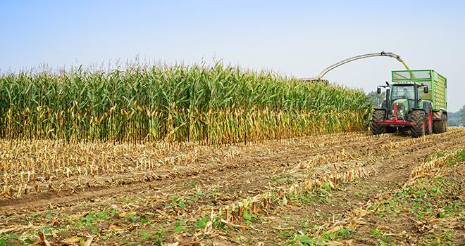 Les jeunes bovins ne valorisent pas forcément mieux l’ensilage brins longs. © AdobeStock/Countrypixel