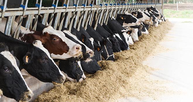 Il reste possible d'améliorer l'efficience alimentaire. ©guerrieroale/AdobeStock Il reste possible d'améliorer l'efficience alimentaire. ©guerrieroale/AdobeStock