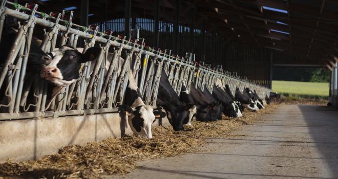 Maïs fourrage : les mycotoxines ne sont pas toujours synonymes de danger. © L. PAGE / CNIEL