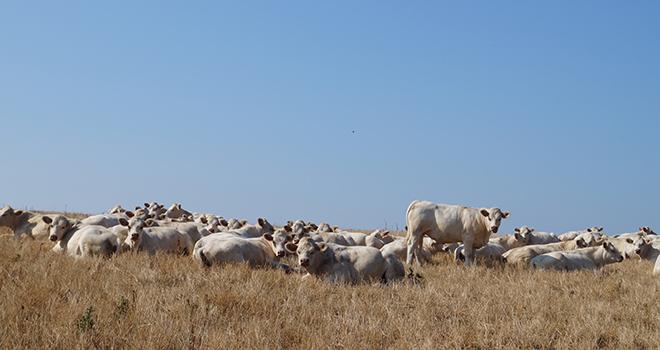 En fin d’été, les prairies n’offrent plus assez de ressources. Les couverts arrivent donc à point nommé. © Baptiste Lamborot En fin d’été, les prairies n’offrent plus assez de ressources. Les couverts arrivent donc à point nommé. © Baptiste Lamborot