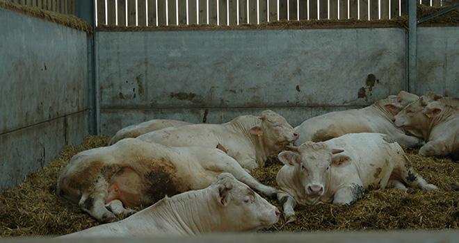 Un atelier d’engraissement de 200 places avec une rotation de 1,5 bande par an et une durée d’engraissement de 240 jours, peut économiser près de 112 t de paille par an. 