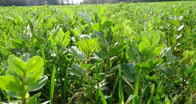 Le semis de prairie sous couvert une technique 100 % gagnante pour l'éleveur ! CP : ferme expérimentale Thorigné-d'Anjou. Le semis de prairie sous couvert une technique 100 % gagnante pour l'éleveur ! CP : ferme expérimentale Thorigné-d'Anjou.
