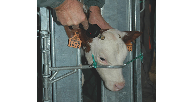 Écornage des veaux facile, efficace et sans douleur. ©A.Coronel/TerroirEst Écornage des veaux facile, efficace et sans douleur. ©A.Coronel/TerroirEst