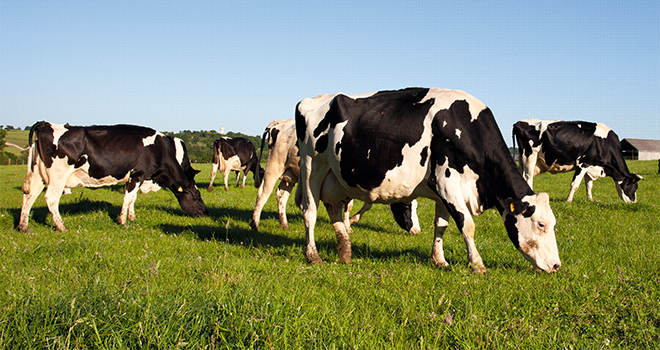 Une transition alimentaire douce pour réussir sa mise à l’herbe. ©Thierry Ryo Une transition alimentaire douce pour réussir sa mise à l’herbe. ©Thierry Ryo