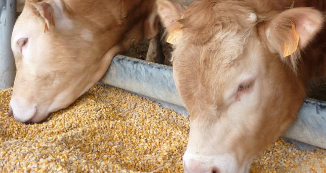 Ensilage de maïs grain humide : un concentré fermier de « premier choix ». CP : Arvalis