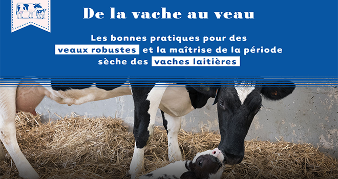 Le site « De la vache au veau » propose d’apporter des outils et supports d’informations nécessaires à une maîtrise de la période sèche des vaches laitières et à la période cruciale du vêlage. Photo :DR
