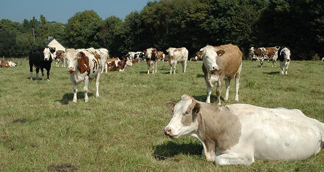 Le projet Evagenoc a pour but de développer un outil de calcul de valeurs pour les femelles croisées laitières. CP : DR