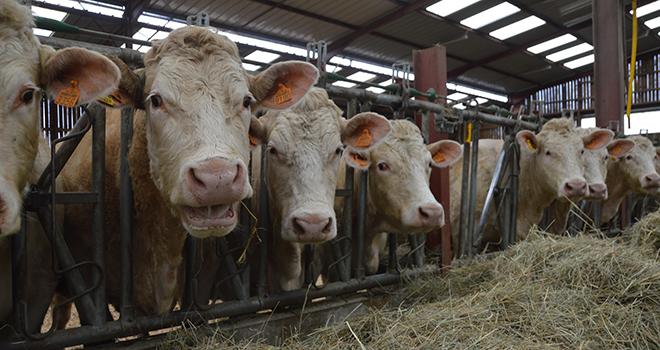 Plus d’herbe dans la ration d'engraissement, c'est moins de concentrés achetés, avec toujours de bonnes croissances. © Hélène Flamant / Terroir Est