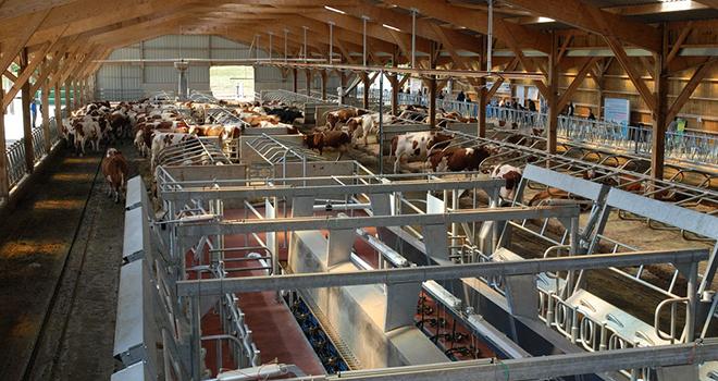 En France, le seuil des 100 vaches est souvent évoqué pour définir un troupeau de grande dimension. Photo: N. Tiers/Pixel image En France, le seuil des 100 vaches est souvent évoqué pour définir un troupeau de grande dimension.