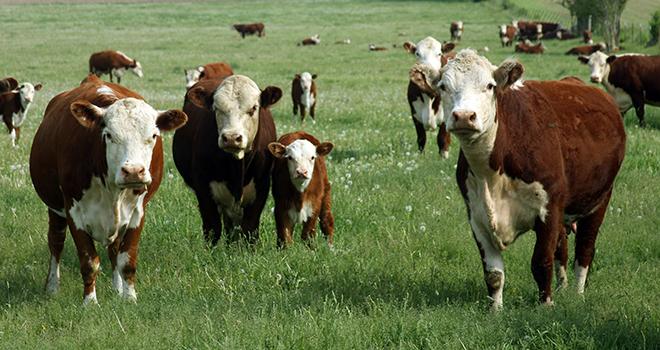 Croisée avec des femelles de race laitière, la race hereford donne des animaux petits et une viande rouge recherchée par les consommateurs français. Photo : Dave Willman-Fotolia. Croisée avec des femelles de race laitière, la race hereford donne des animaux petits et une viande rouge recherchée par les consommateurs français. Photo : Dave Willman-Fotolia.