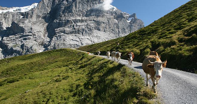 La FNPL craint de perdre des éleveurs en route si le prix du lait ne grimpe pas plus rapidement. Photo : ricky_68fr-fotolia