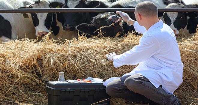 Les représentants des industriels du médicament vétérinaire réfutent le fait que le praticien n'est pas indépendant dans sa prescription. Jenoche - Fotolia.com Les représentants des industriels du médicament vétérinaire réfutent le fait que le praticien n'est pas indépendant dans sa prescription. Jenoche - Fotolia.com