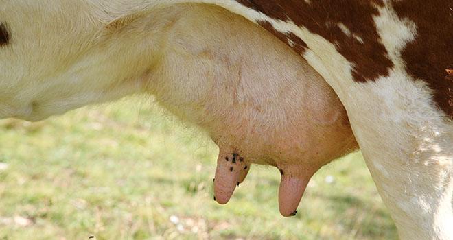 L’Imrestor a diminué de 26% l’incidence des mammites cliniques. Photo: francescodemarco/fotolia L’Imrestor a diminué de 26% l’incidence des mammites cliniques. Photo: francescodemarco/fotolia