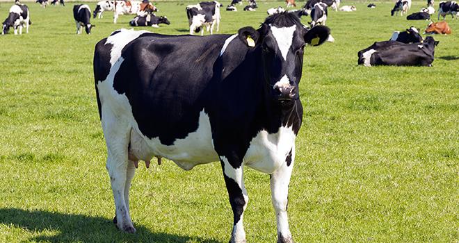 Les Pays-Bas ont estimé une augmentation de la production de 20 % dans les cinq ans à venir. Photo : VanderWolf Images-Fotolia. Les Pays-Bas ont estimé une augmentation de la production de 20 % dans les cinq ans à venir. Photo : VanderWolf Images-Fotolia.