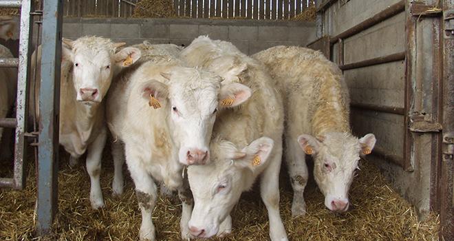 La démarche porte sur la réservation d’environ 1 000 génisses de races allaitantes du Centre de la France. DR