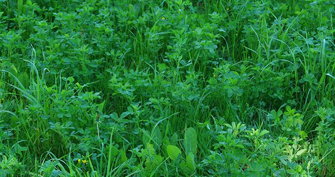 Les prairies sous couvert augmentent la biomasse totale de la parcelle. ©Guihard/Pixel6TM La Ferme de Thorigné d'Anjou expérimente depuis 2011 la technique des prairies sous couvert. ©Guihard/Pixel6TM