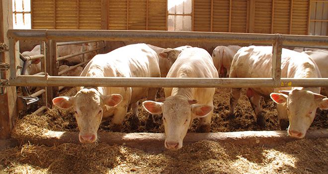 La filière viande bovine des Pays de la Loire a vu son cheptel baisser en dix ans. ©DR