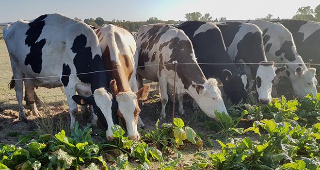 La betterave fourragère exprime son potentiel même en année compliquée. ©C.Frey La betterave fourragère exprime son potentiel même en année compliquée. ©C.Frey