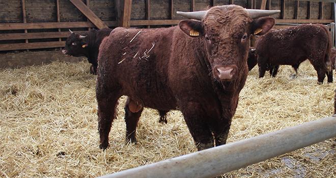 Le Gaec Duffayet (Saint-Cernin, Cantal) possède un cheptel de 120 mères salers, conduit en race pure. Le Gaec a engagé cette année 22 mâles dans la démarche Salers Primeurs du Cantal. Des animaux de l’exploitation avaient également été abattus lors des tests réalisés au printemps 2013 avec la SVA Jean Rozé.