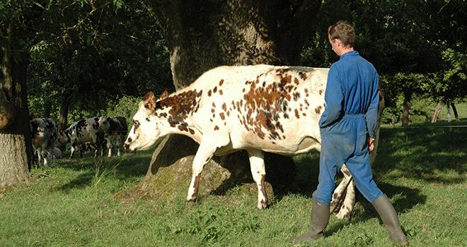 En Normandie, la part de quotas laitiers redistribués à de jeunes éleveurs atteint 27%. Crédit photo : H. Sauvage/Pixel Image En Normandie, la part de quotas laitiers redistribués à de jeunes éleveurs atteint 27%. Crédit photo : H. Sauvage/Pixel Image