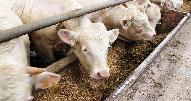 Dans les conditions de l’essai, la ration maïs ensilage + luzerne entraîne une baisse de croissance de 100g. Une baisse de performances peut-être liée à une diminution de la densité énergétique de la ration. 