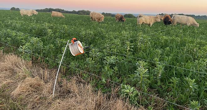 Les animaux pâturent les couverts à partir du 1er octobre, et peuvent y rester jusque mi-novembre, voire début décembre, si les conditions le permettent. Photo : Kévin Morel Les animaux pâturent les couverts à partir du 1er octobre, et peuvent y rester jusque mi-novembre, voire début décembre, si les conditions le permettent. Photo : Kévin Morel